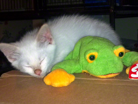 coco sleeping with frog.jpg